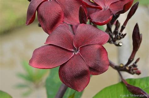 The Alluring Colors and Shapes of Black Magic Plumeria